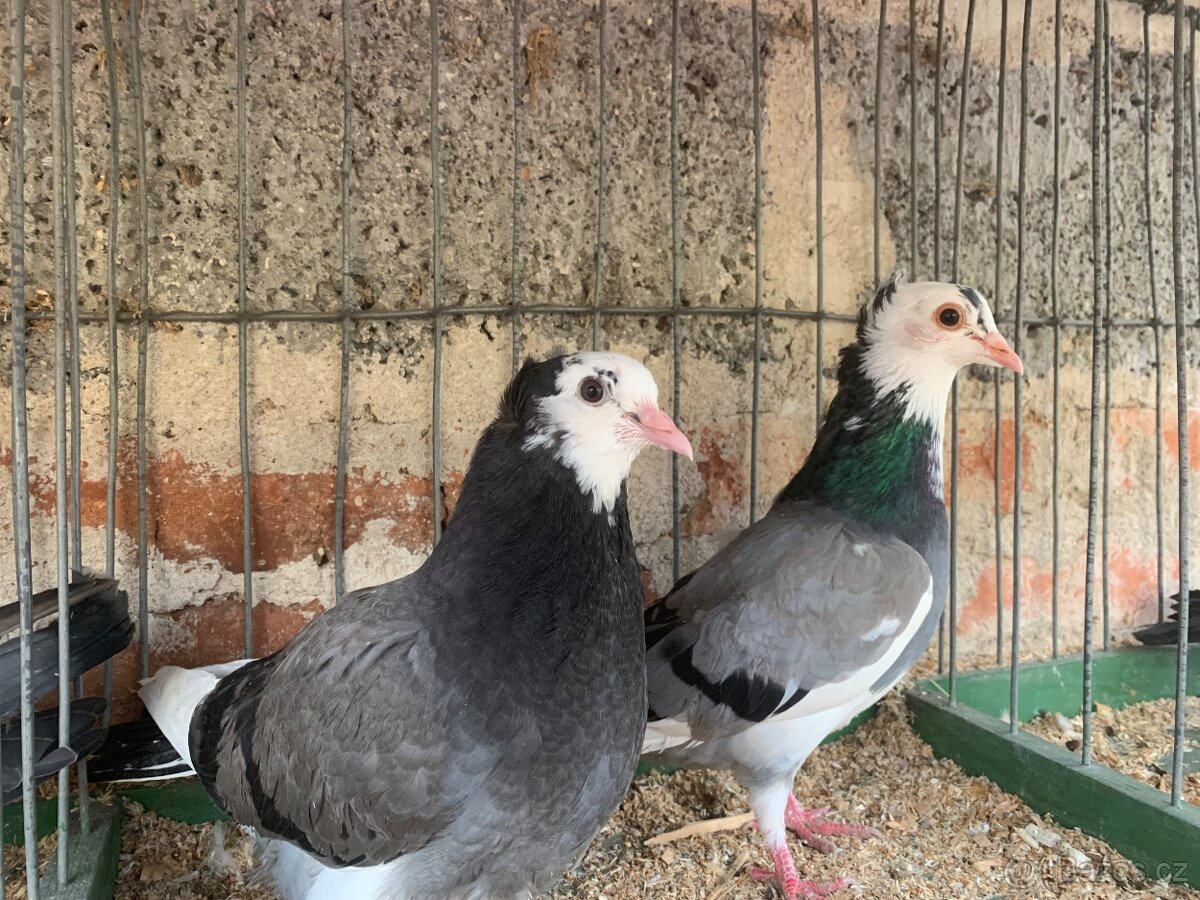 Srbsky vysokoletec - 9