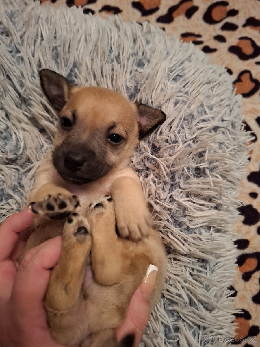 Čivava X Pražský Krysařík - 9