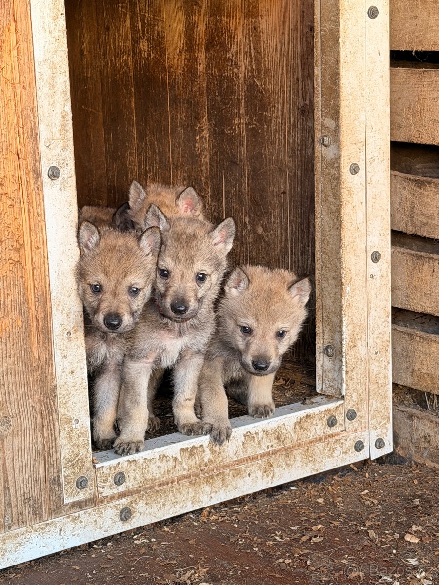 Československý vlčák s PP - 9