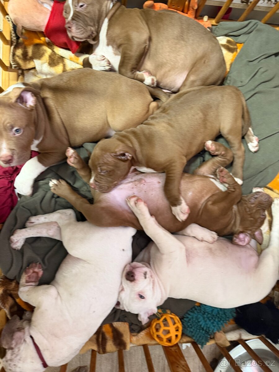 American bully Xl - 9