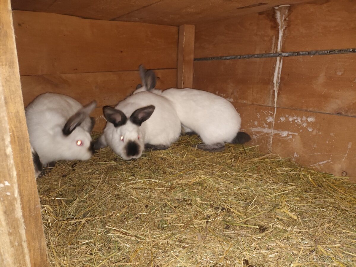 Kalifornské a VSS - 9