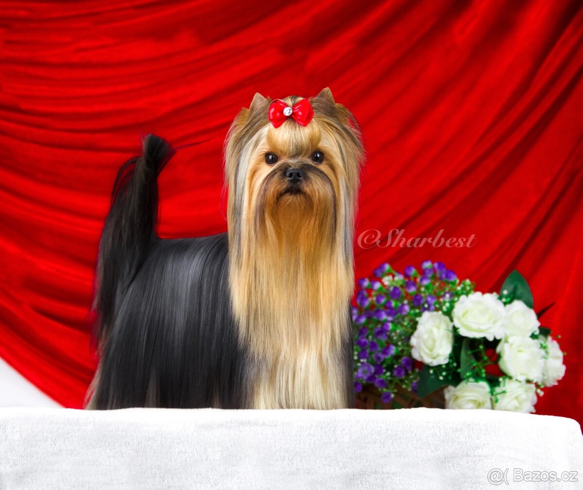 Jorkšírsky teriér s PP FCI, fenečka - 9