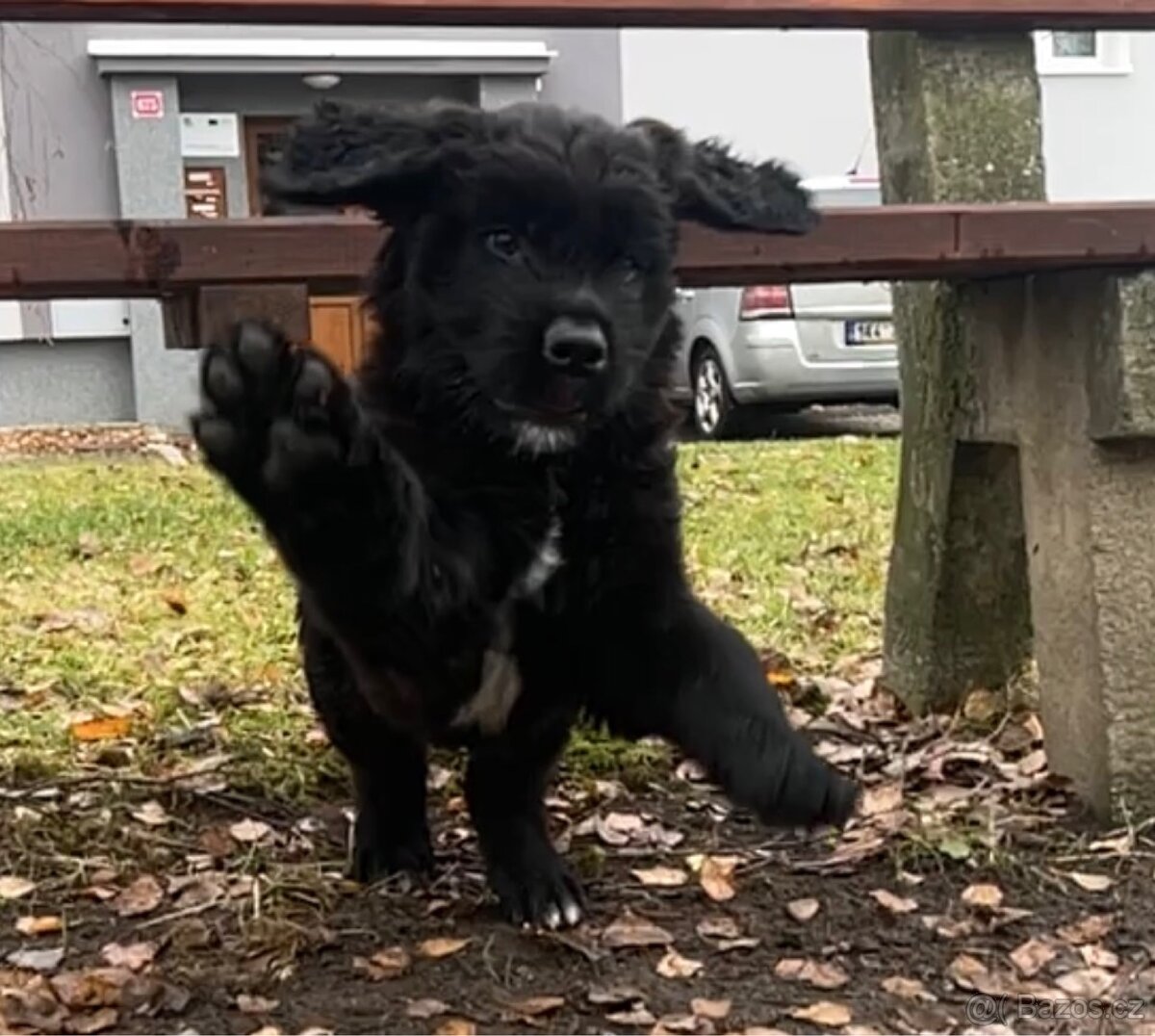 Landseer (Novofundland) x Ruský černý teriér - 9