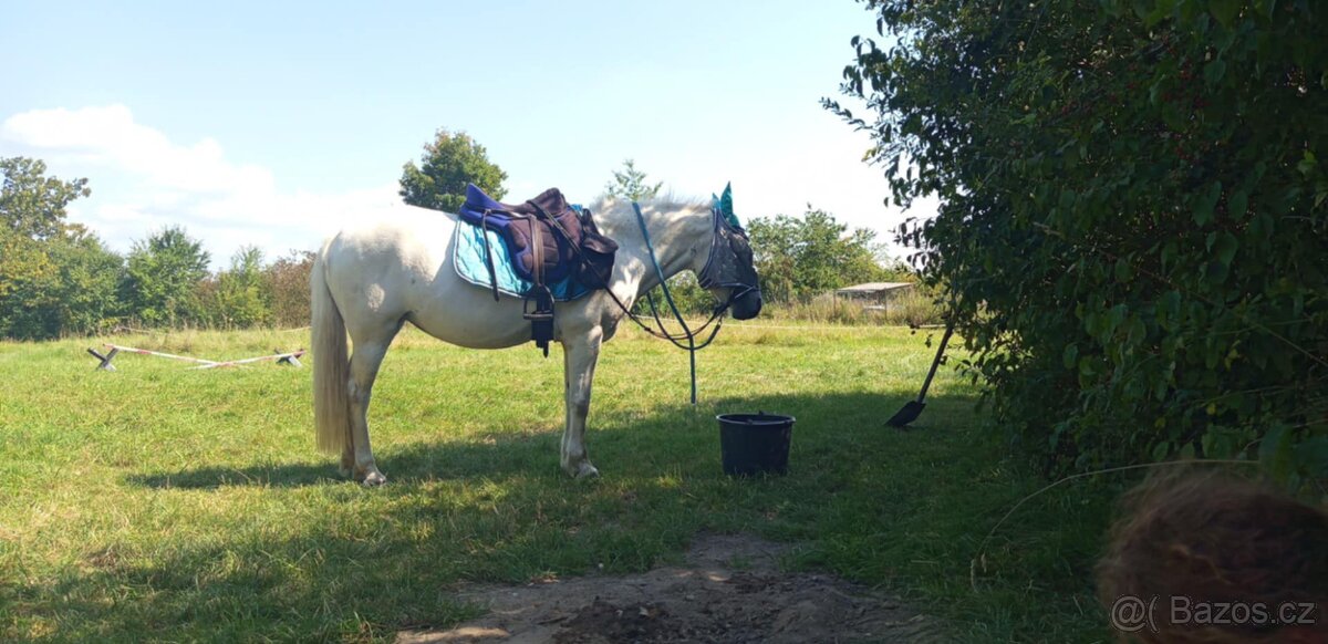 Prodám ponyho do sportu či k aktivnímu hobby - 9