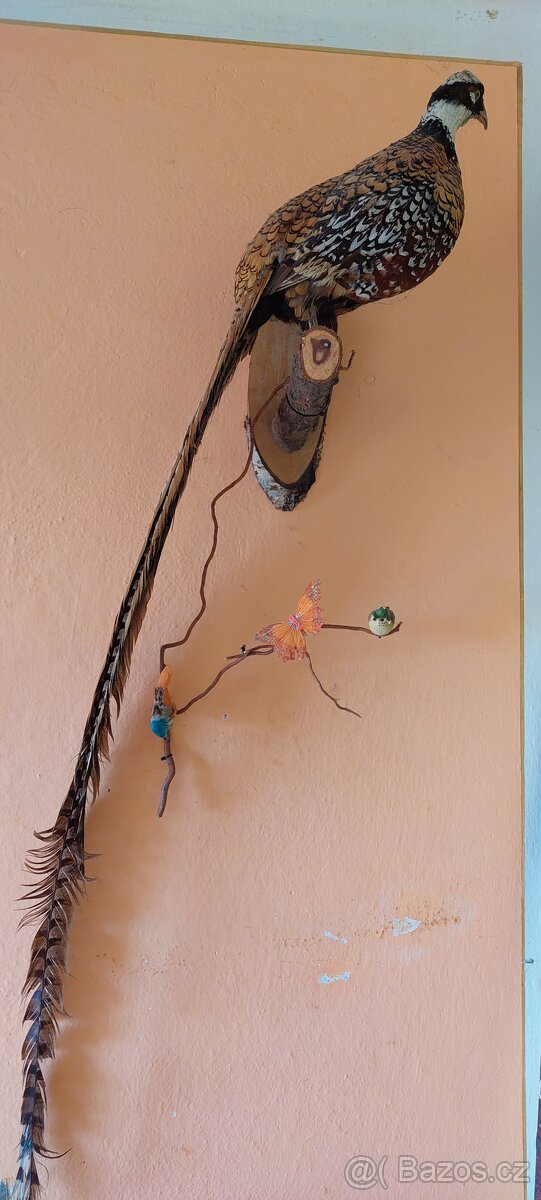 Parohy a paroží, bažant - 9