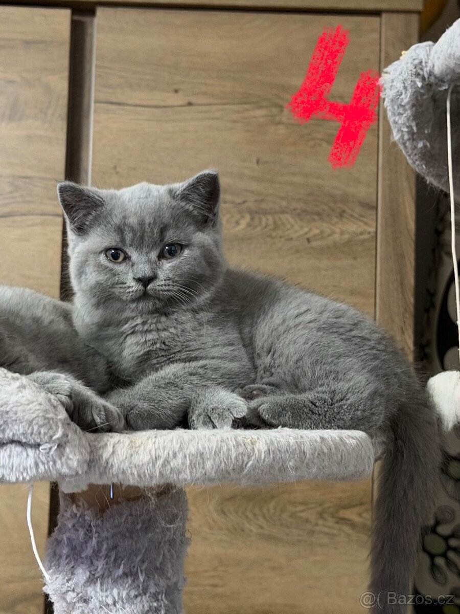 Britská koťata - 9