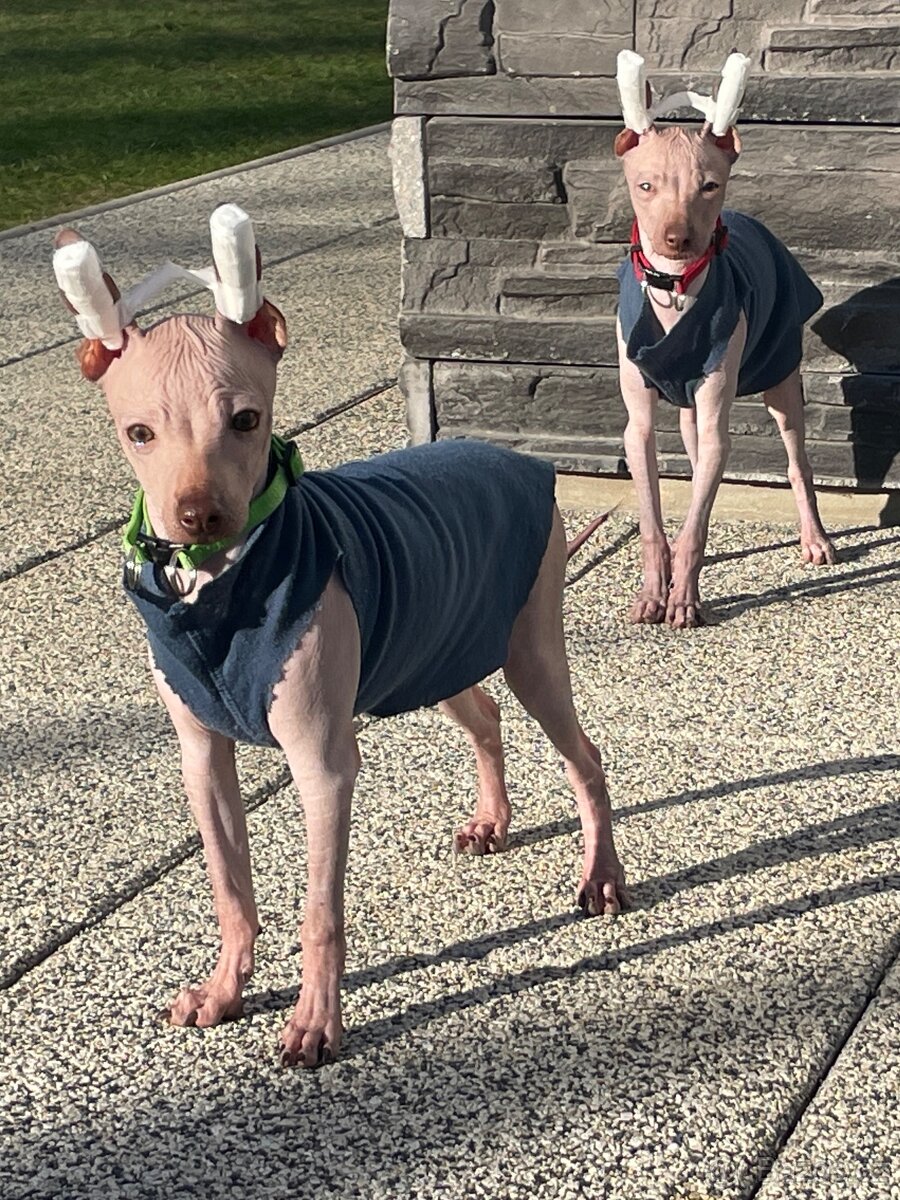 Peruánsky naháč malý - Anthoni - 9