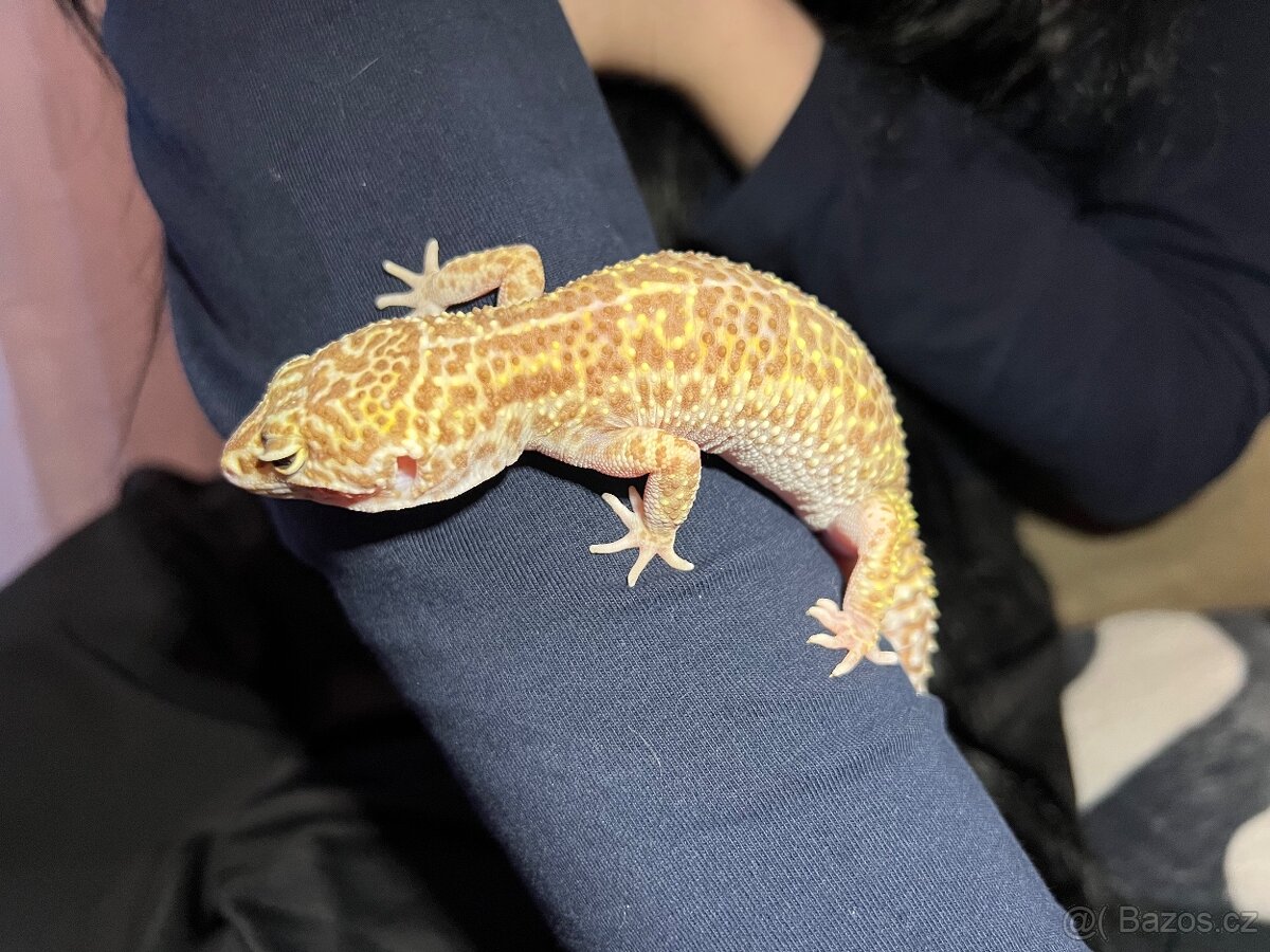 Prodám Gekončík Noční - 9