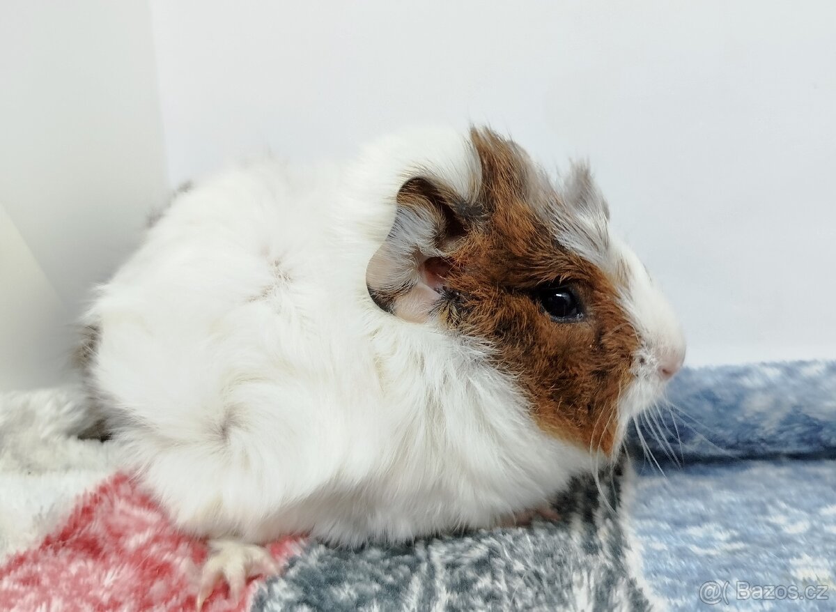 Morče, Morčata, Morčátko, Morčátka - GINA A GINA - 9