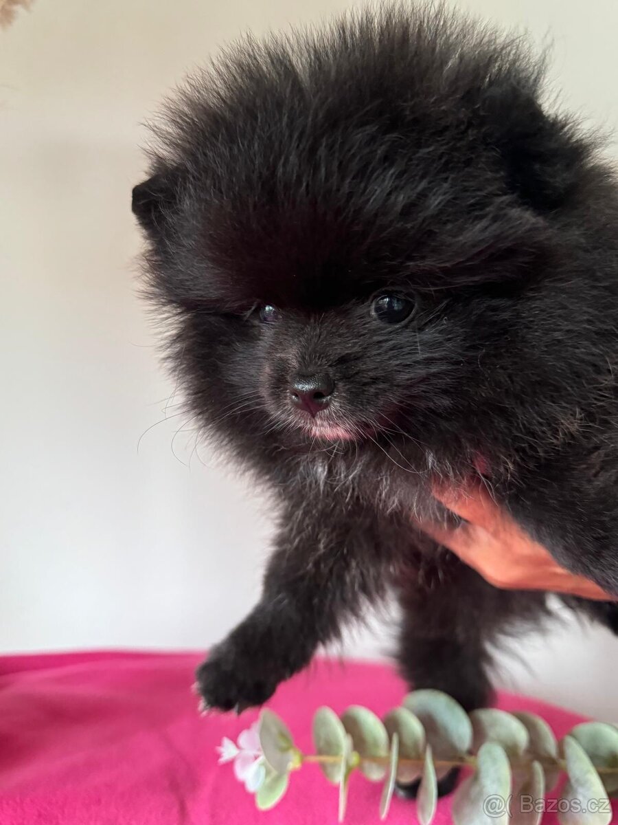 Pomeranian s p.p - 9