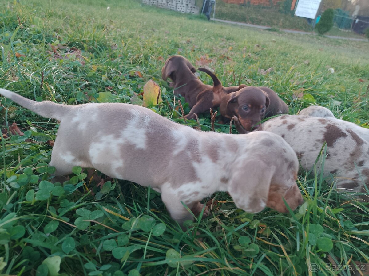 Trpasličí hladkosrstý jezevčík - 9