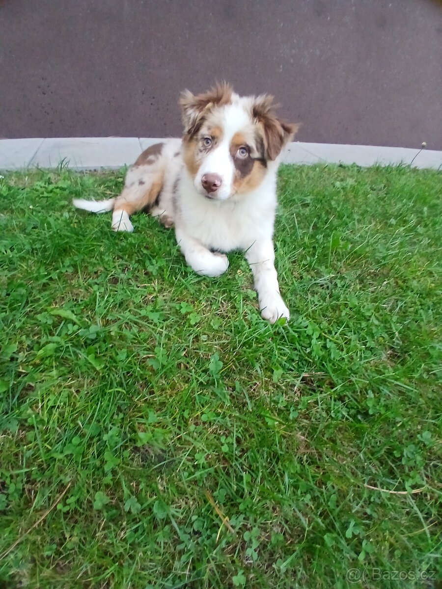Border kolie x australak - 9