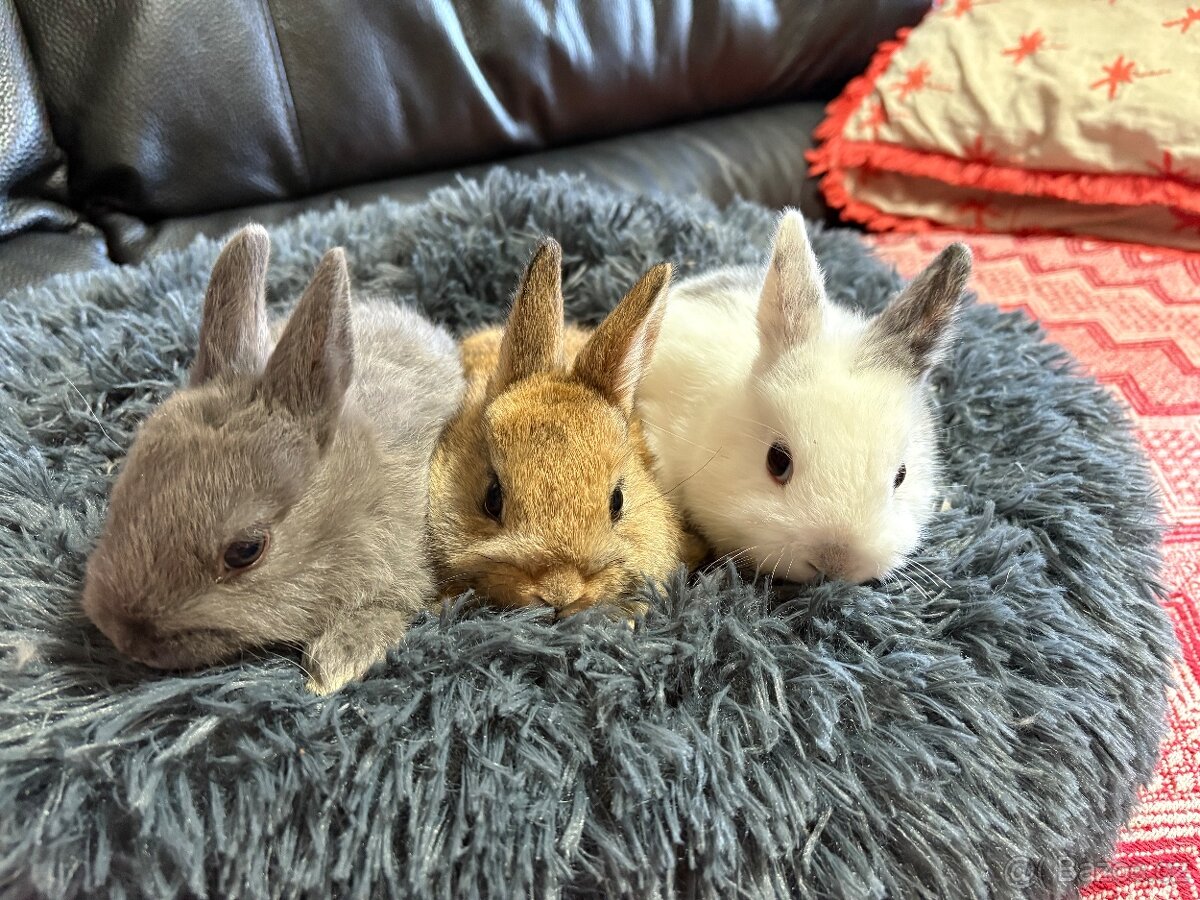 ♥️zakrslý králík - mimča již k odběru 🐰 - 9