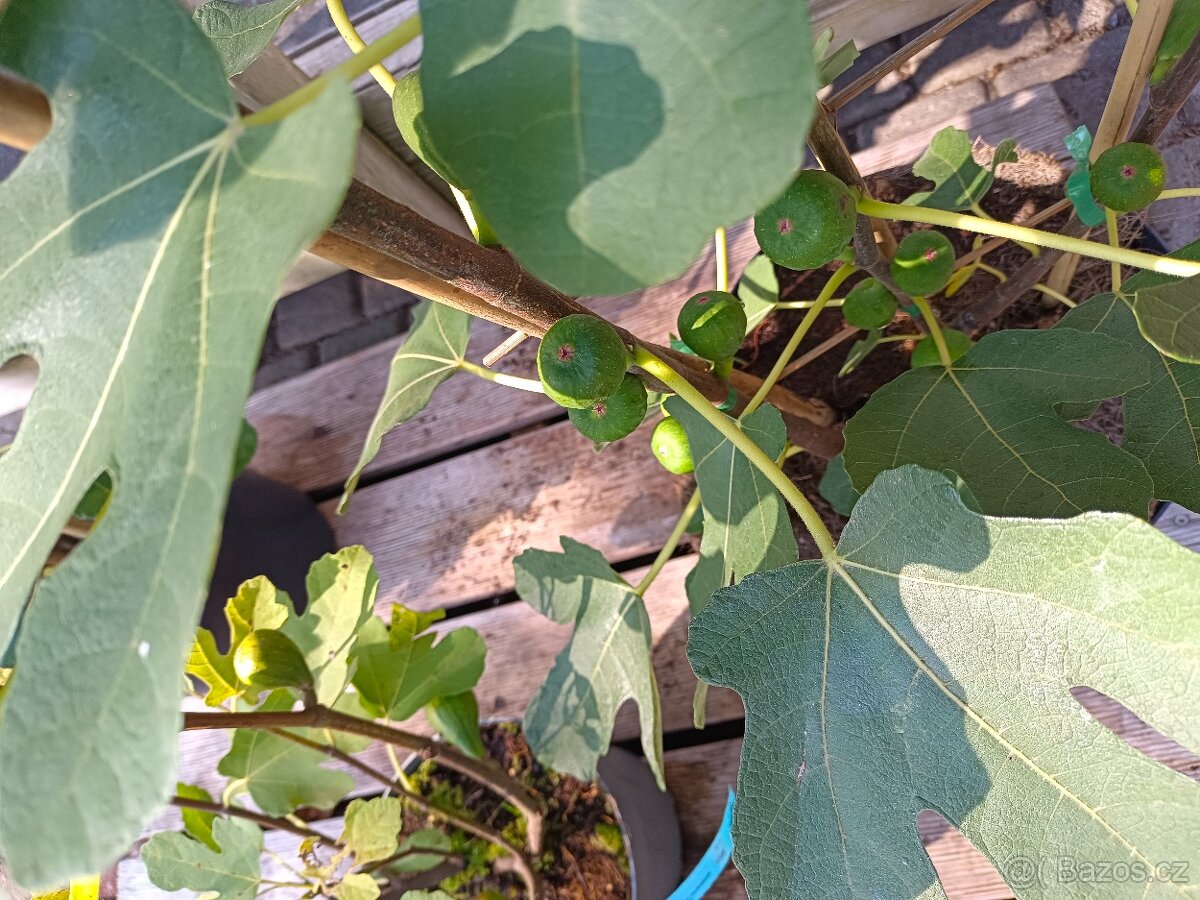 Fíkovníky Hardy Chikago, Ronde de Bordeaux 280Kč - 9