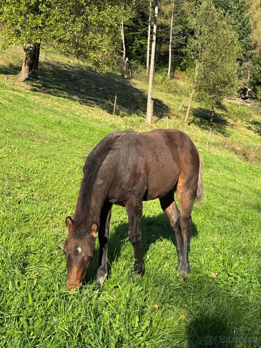Qh hřebeček- dark buckskin - 9