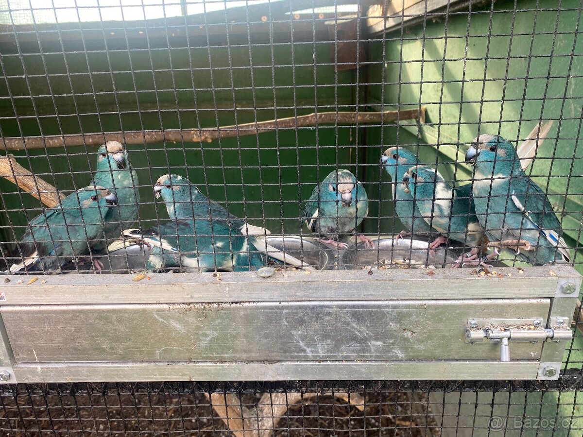 Kakariki modrý a modré straky - 9