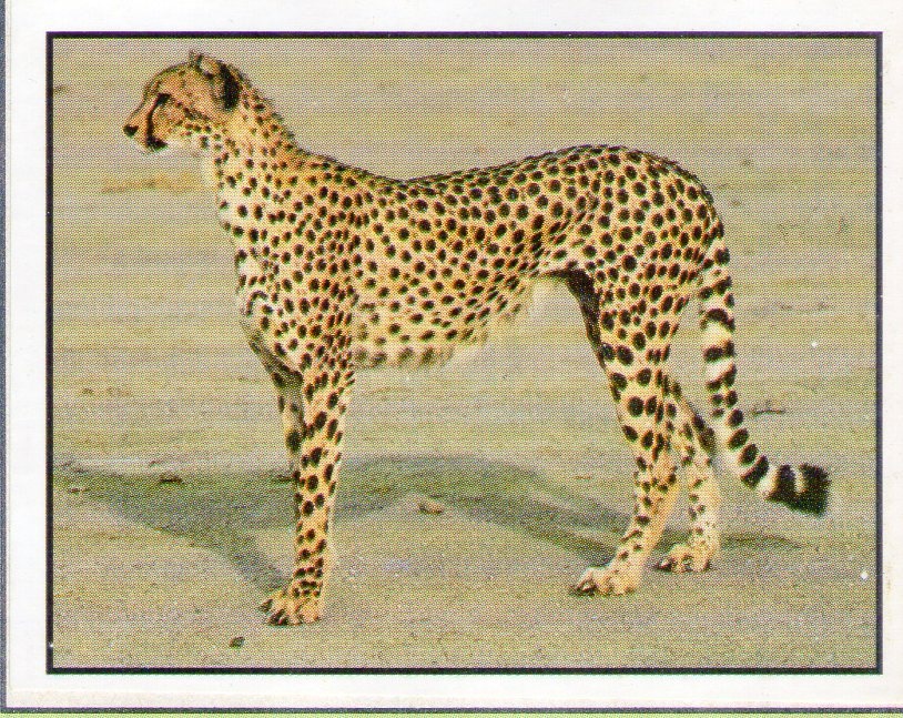 Encyklopedie ohrožených zvířat WWF Lutra Panini (1991) - 9