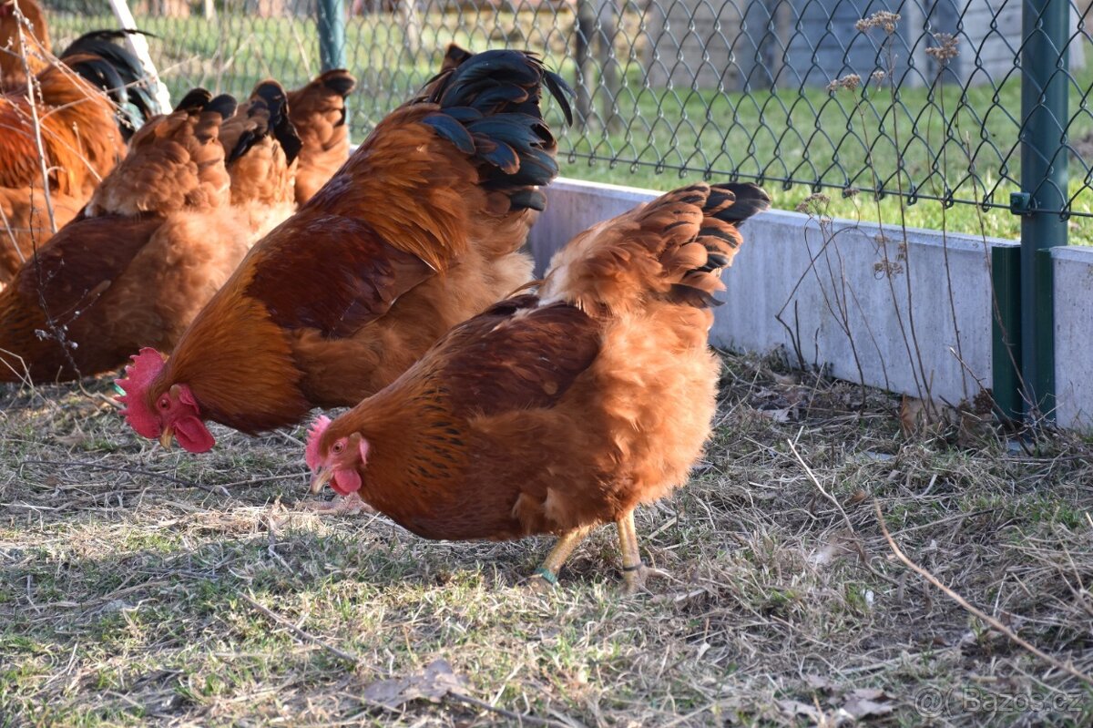 NV hempširky velké - 9