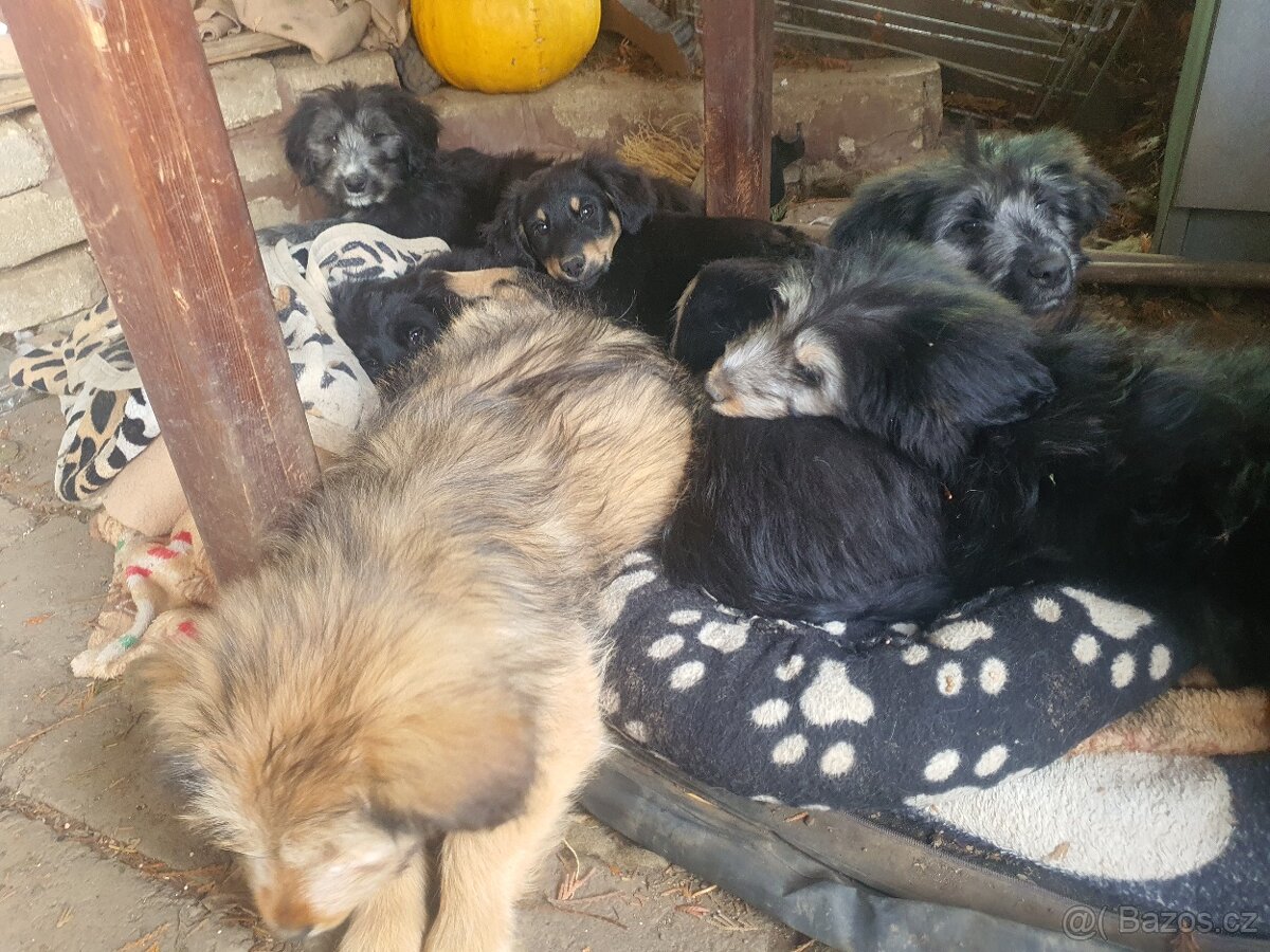 stene krizenec borderkolie× bretansky ohar/holandsky pinc - 9