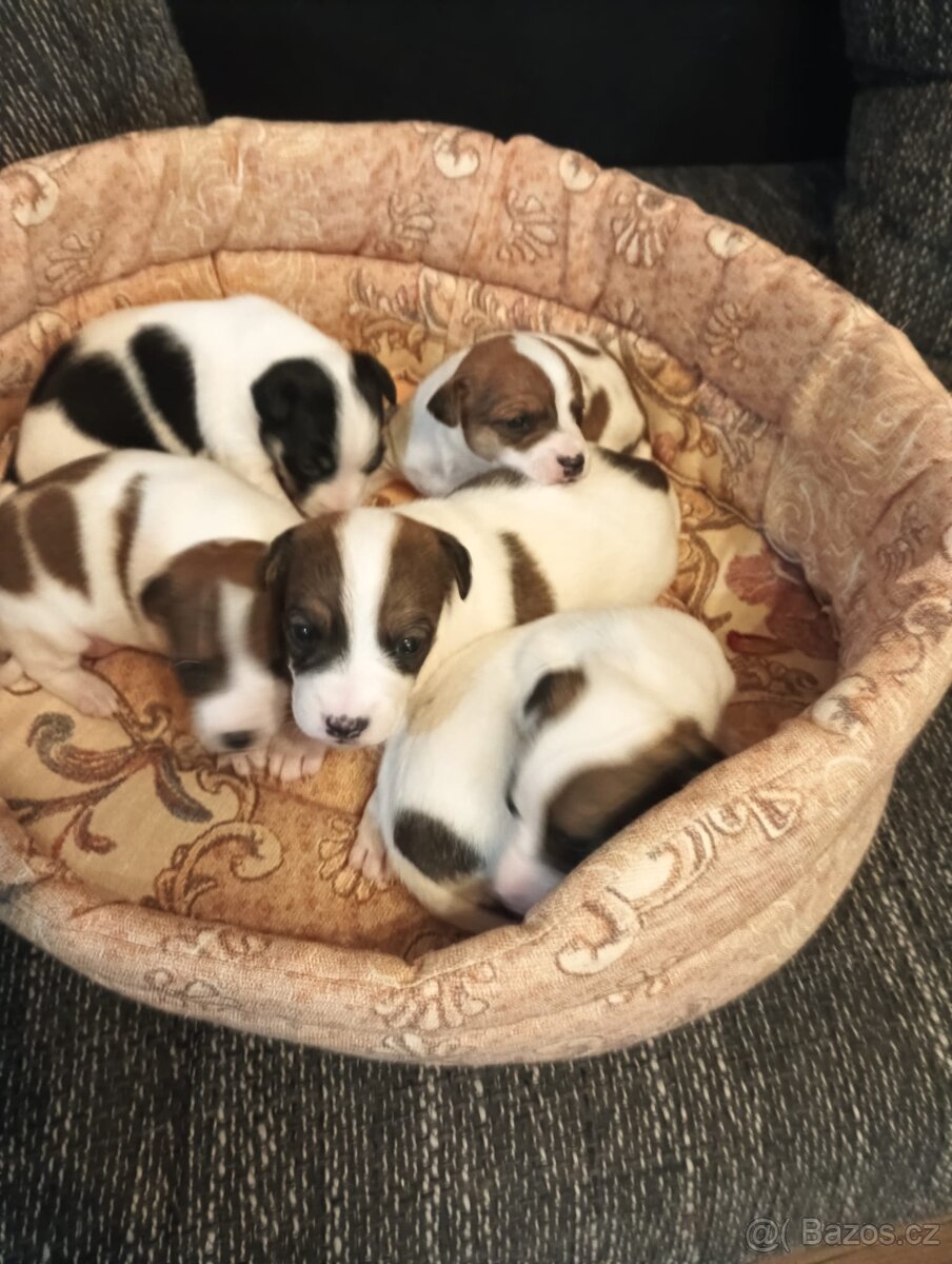Jack Russell teriér bez PP - 9