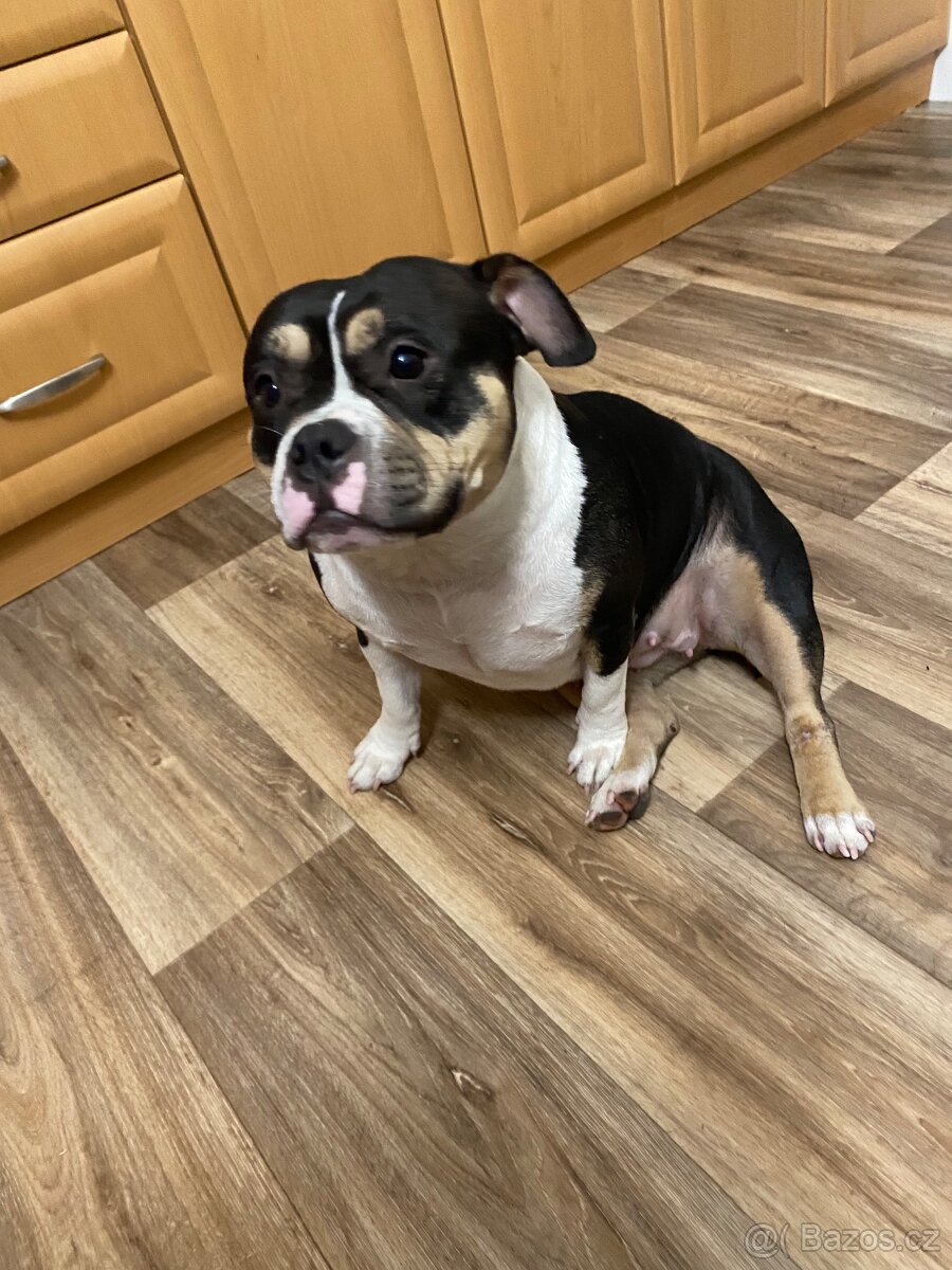 American Bully Pocket - 9