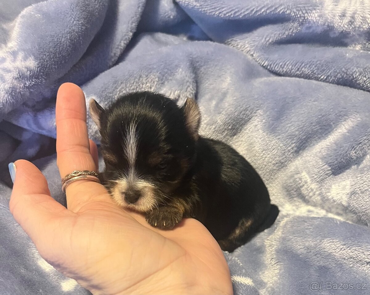 Jorkšírský teriér - 9