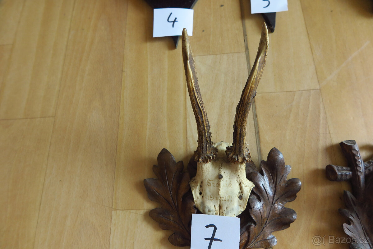 Srnčí parůžky - 9