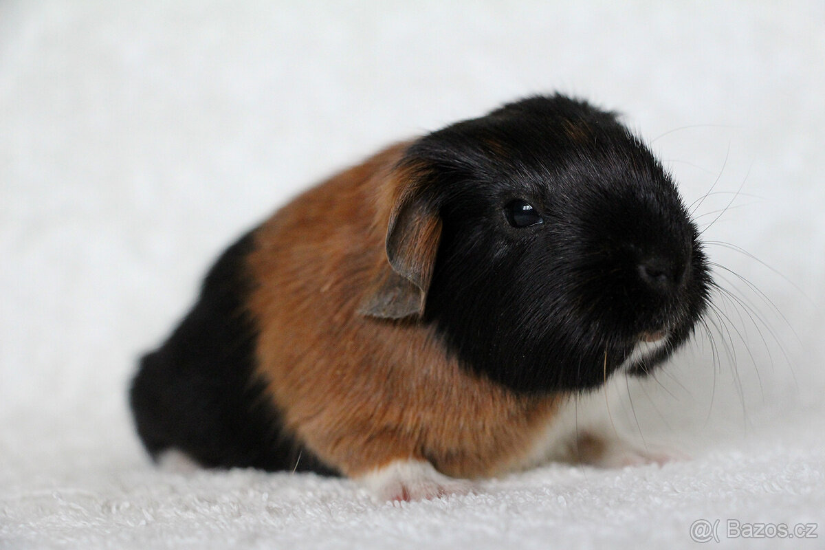 Morče, morčata, morčátko s PP - krátkosrstá - 9