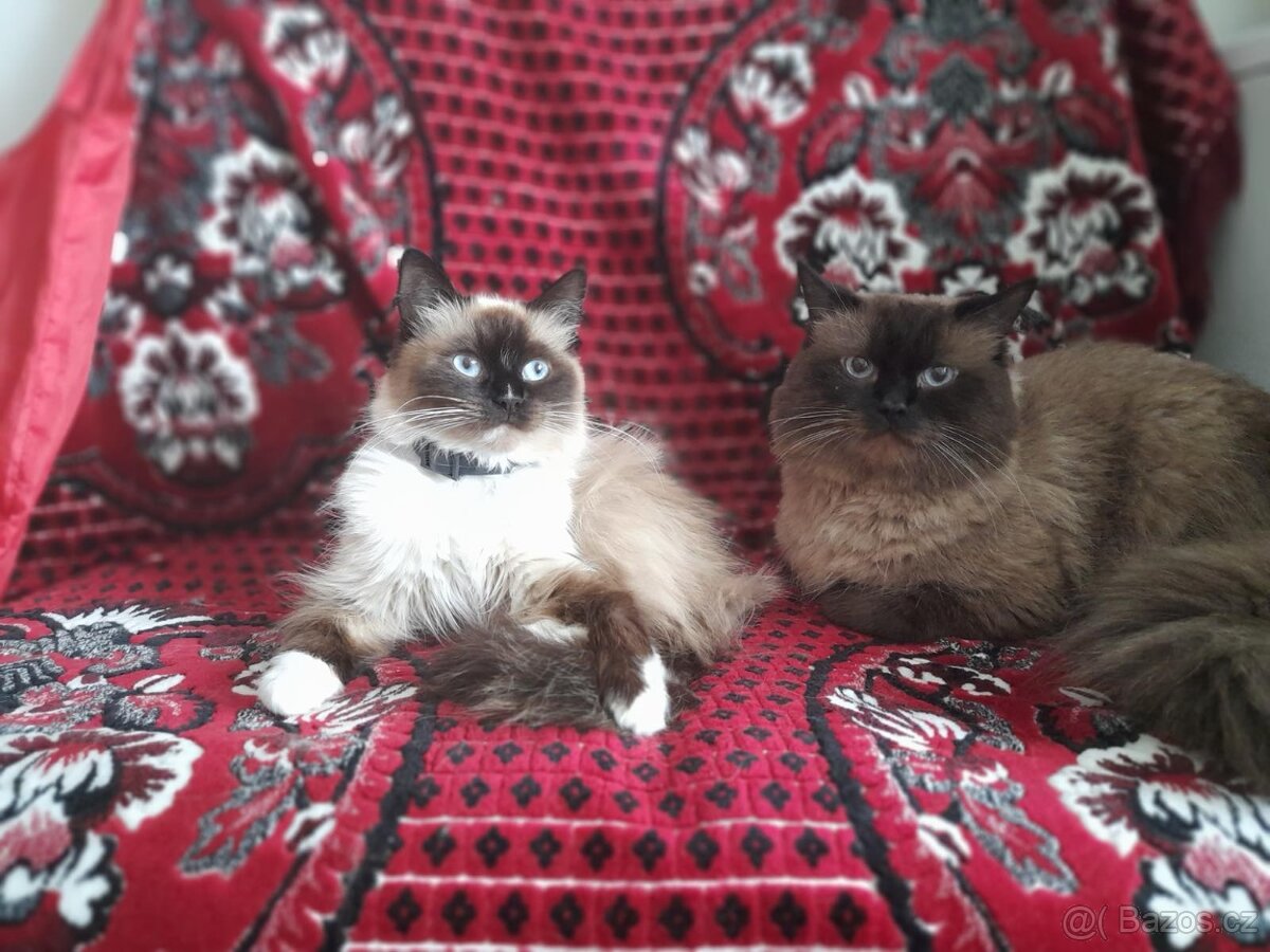 Ragdoll ke kryti - 9