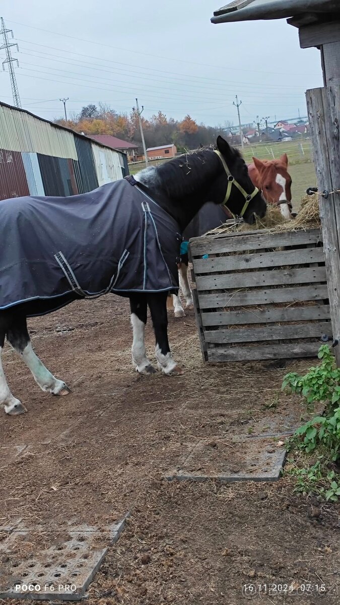 Ustájení Rychnov nad Kněžnou - 9