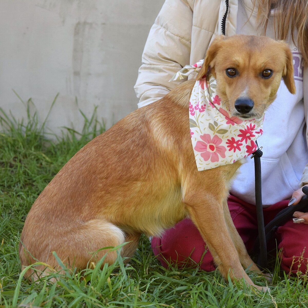 nežná Salwa hledá domov - 9