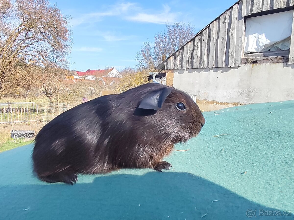 Morče s PP. Anglický crested, Hladké aguti - 9