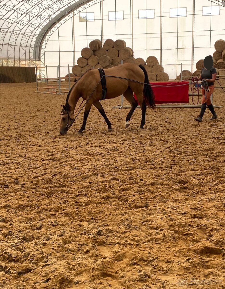 Tříletá reining klisna American Quarter Horse, Euro Futurity - 9