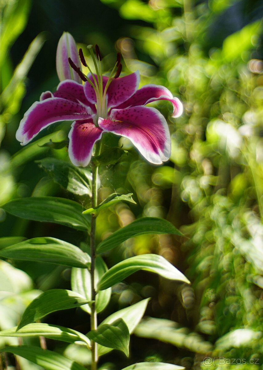 Objektiv Trioplan 50 f2.9 Meyer-Optik Görlitz / Exa - 9