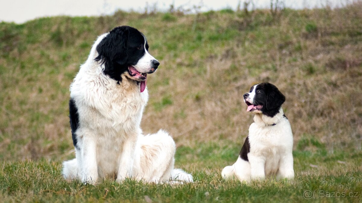 Landseer - štěňata s PP - 9