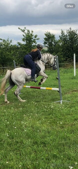 Připouštění čistým arabským hřebcem - 9