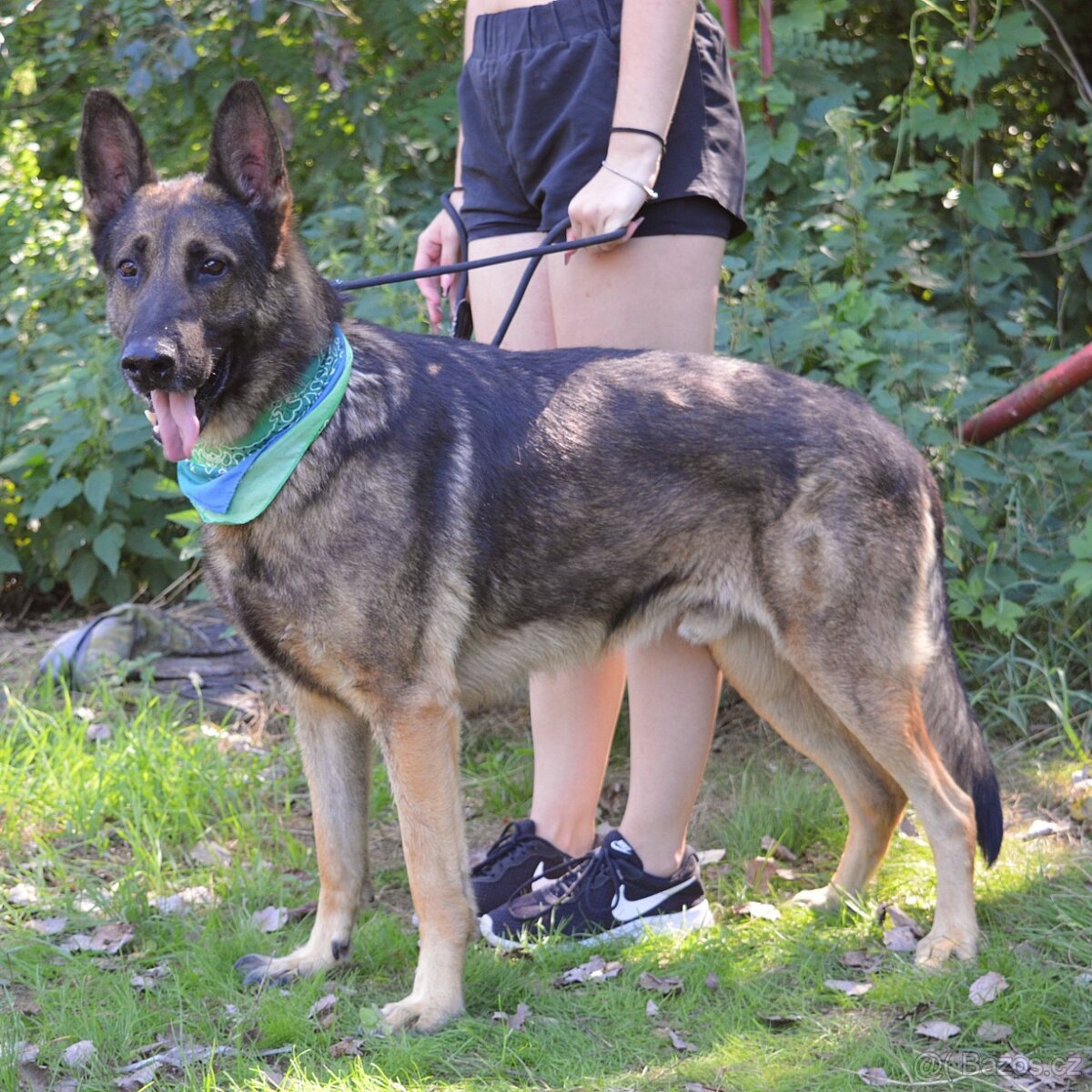 René hlada domov - 9