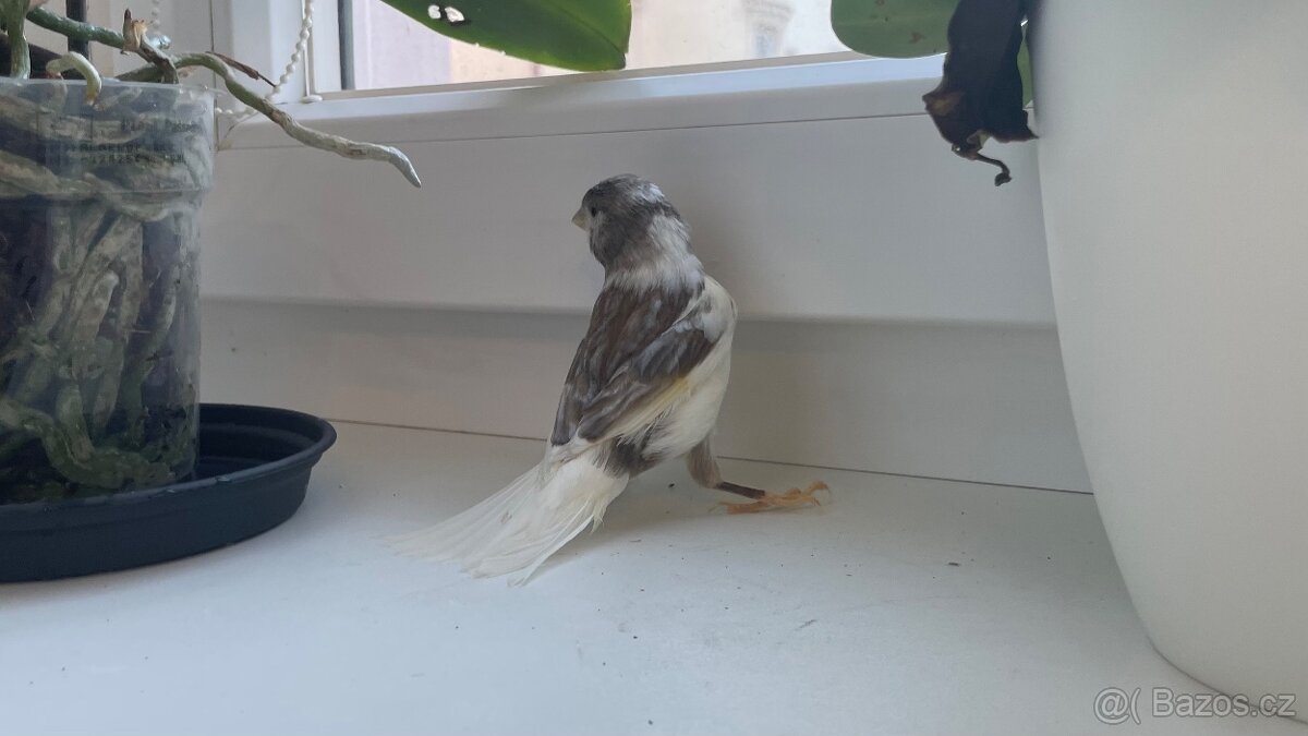 Nabízím samička narozeniny 6/2025. - 9