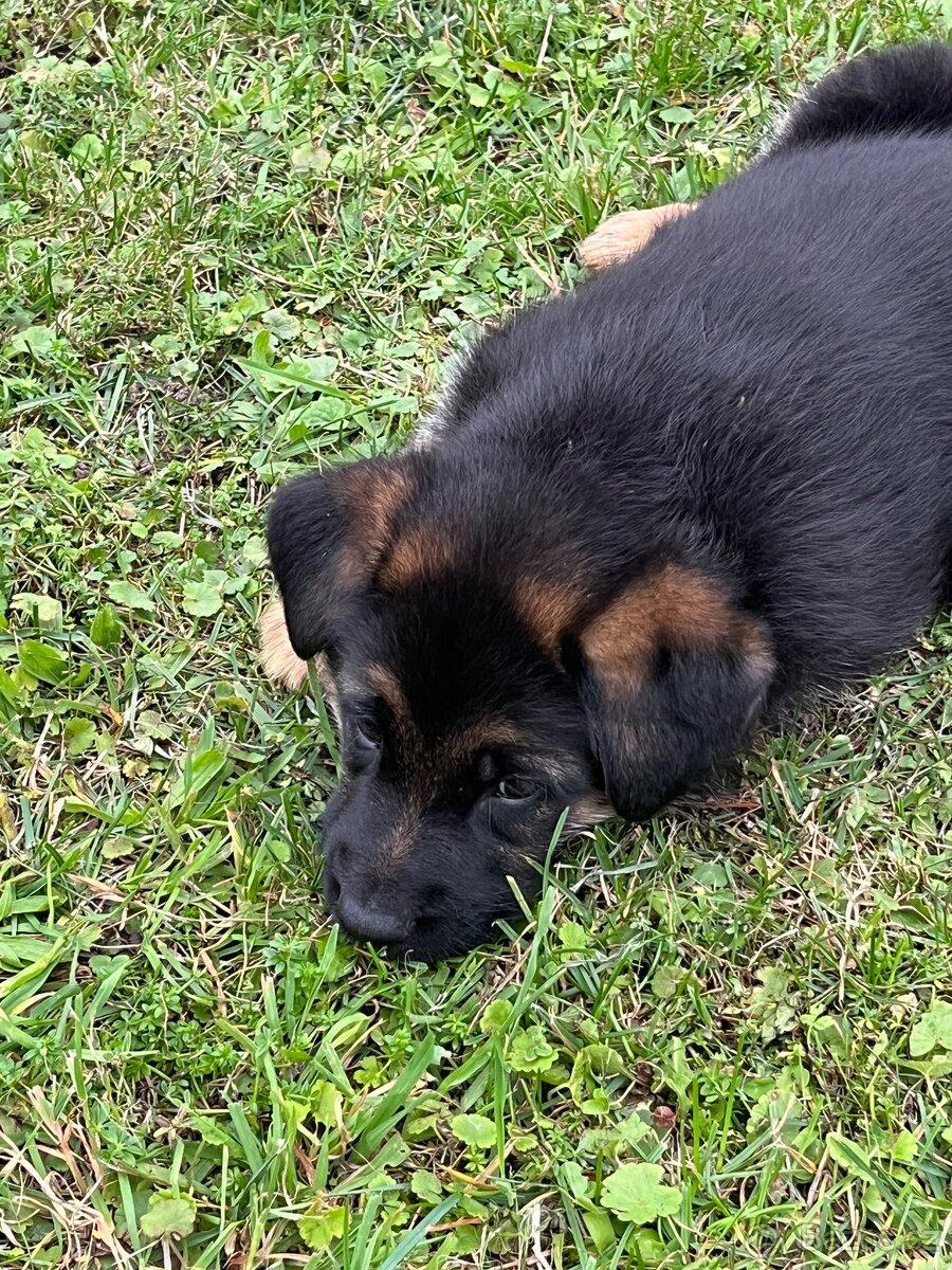 Německý ovčák - štěňata s PP - 9