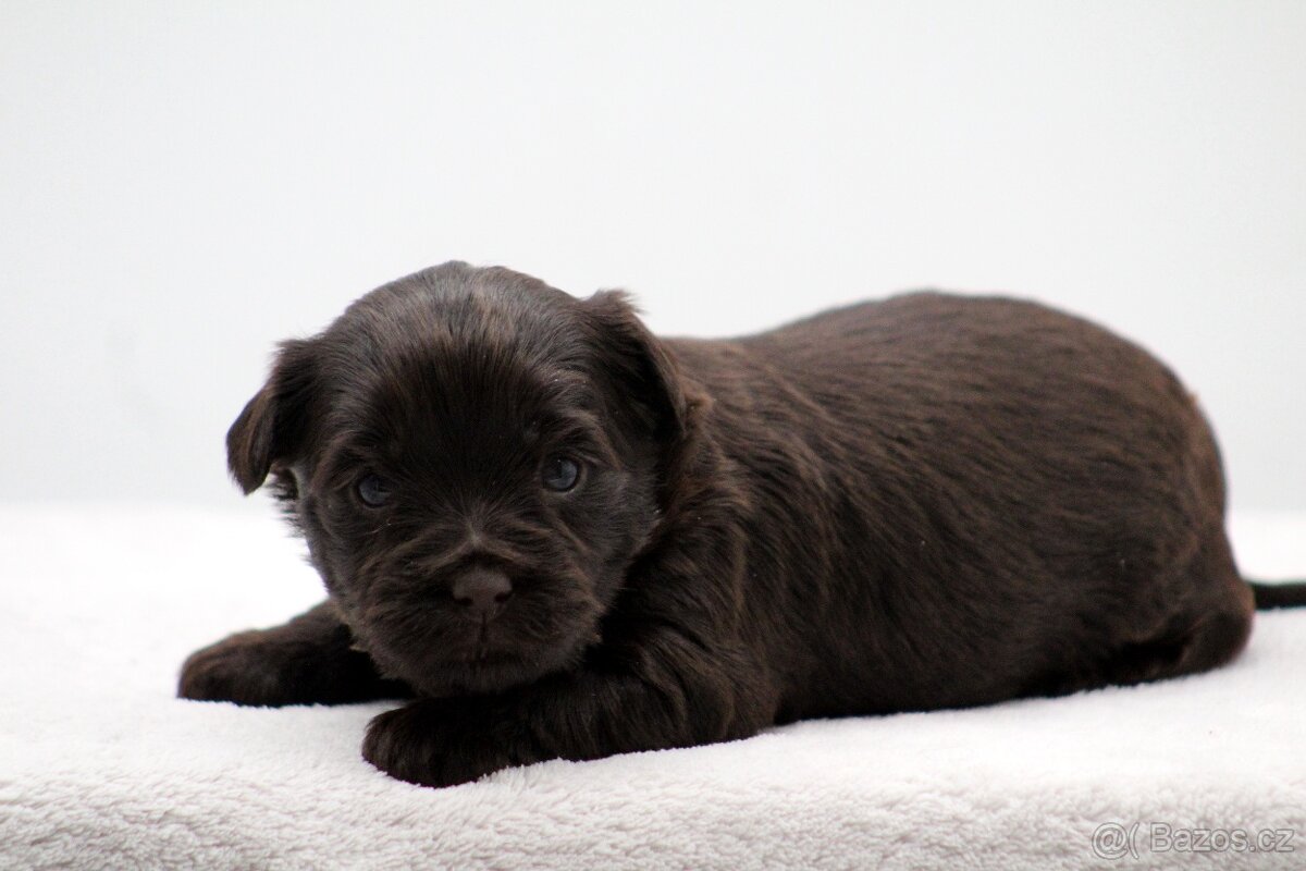 jorkšírský terrier s PP - 9