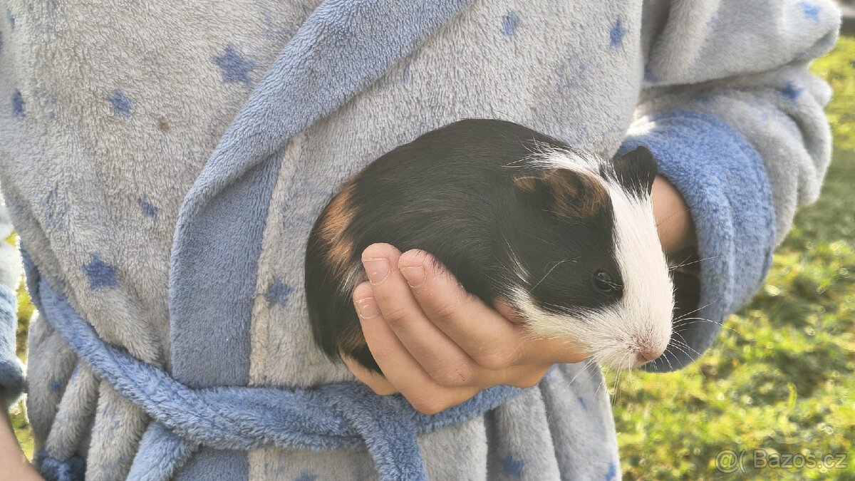 Morče, morčata, morčátka - 9