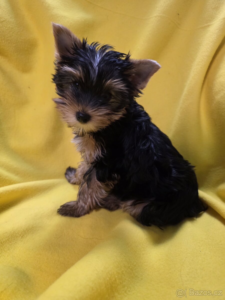 Jorkšířský teriér - 9