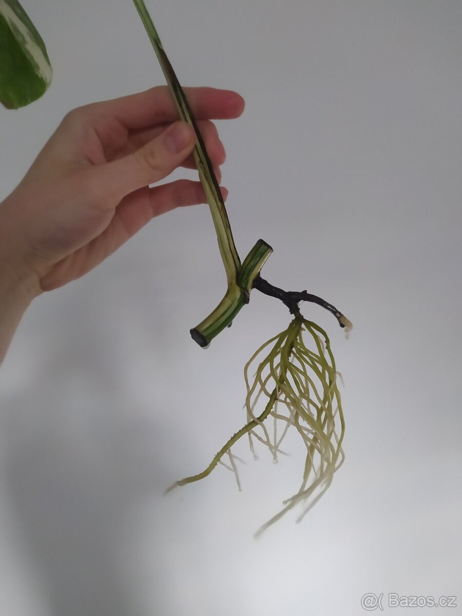 Monstera Albo Variegata - 9