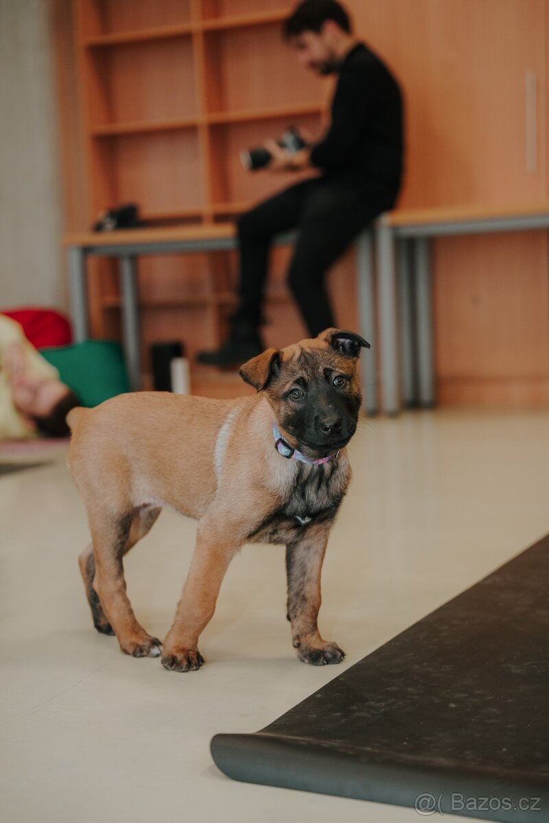 Šteniatka belgický ovčiak s PP - 9