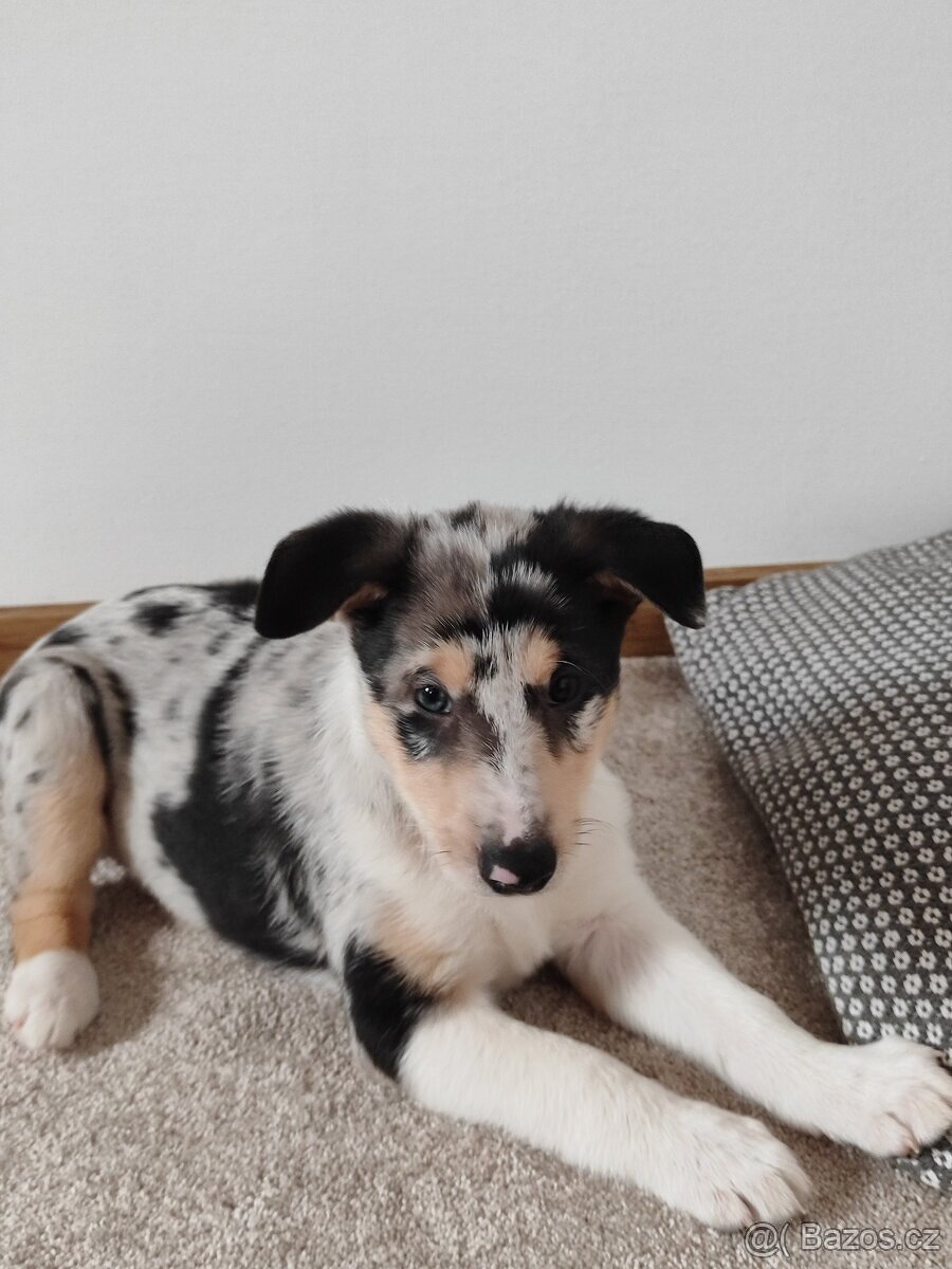 krátkosrstá kólie - 9