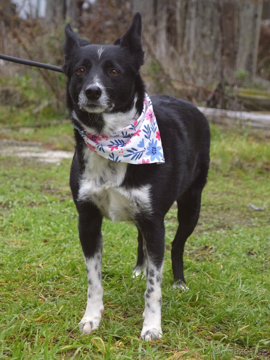 Naja hledá domov - 9