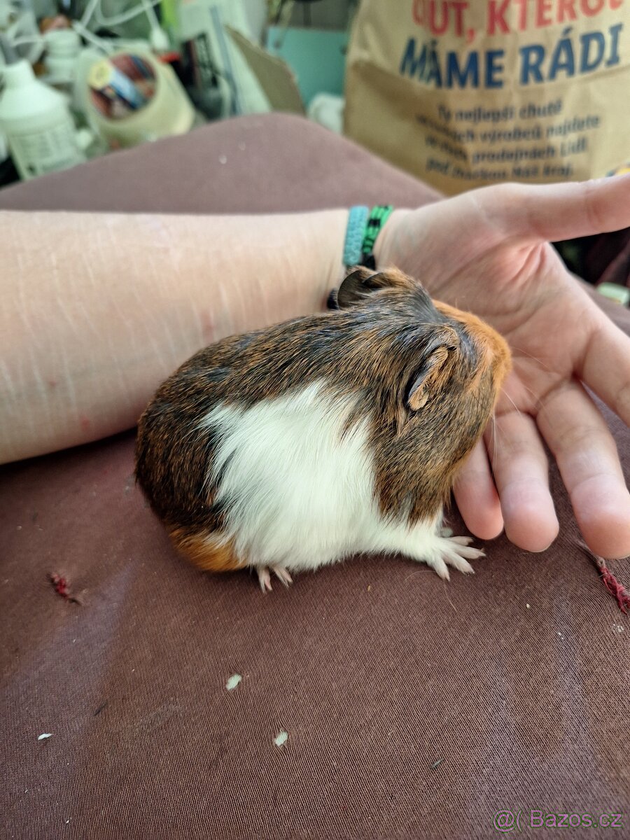 Mláďata morčat samci - 9