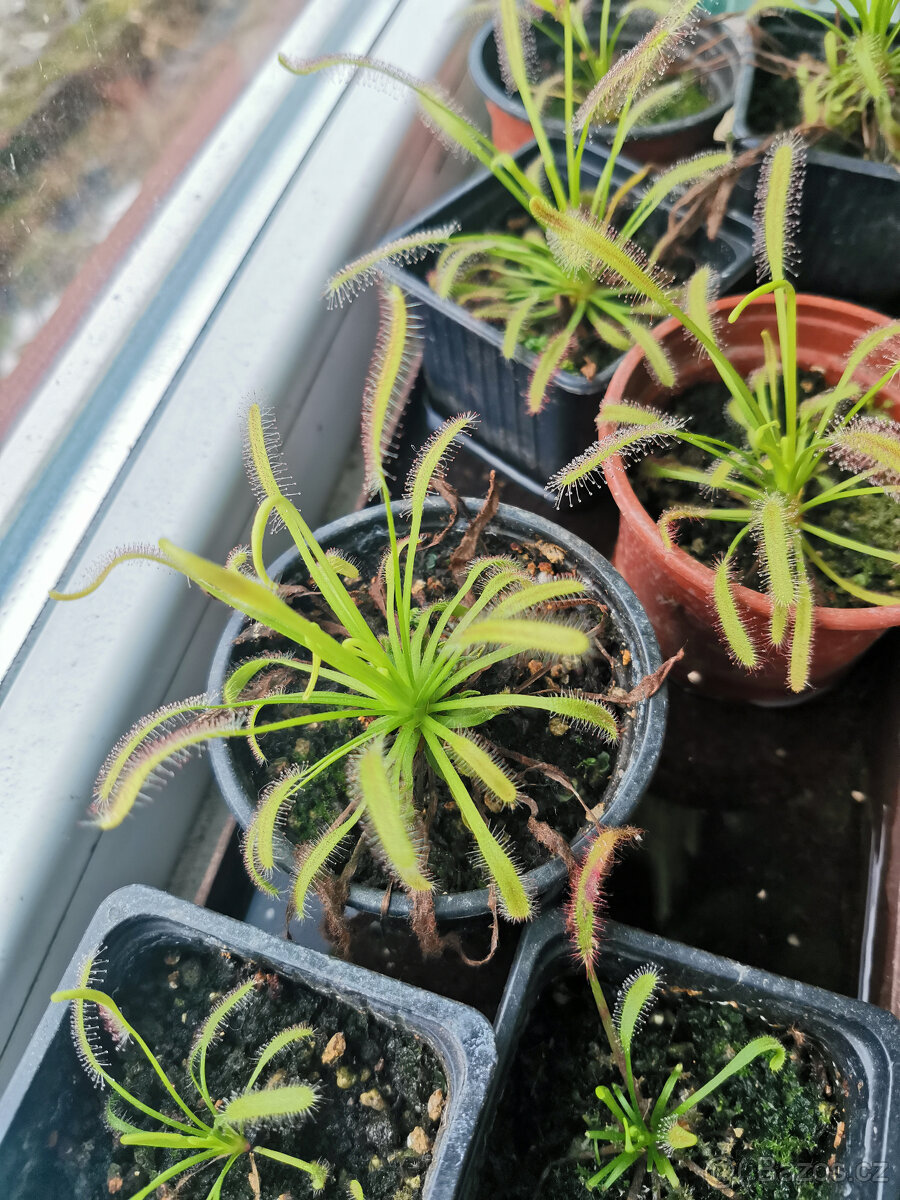 Masožravé rostliny Saracenie - 9