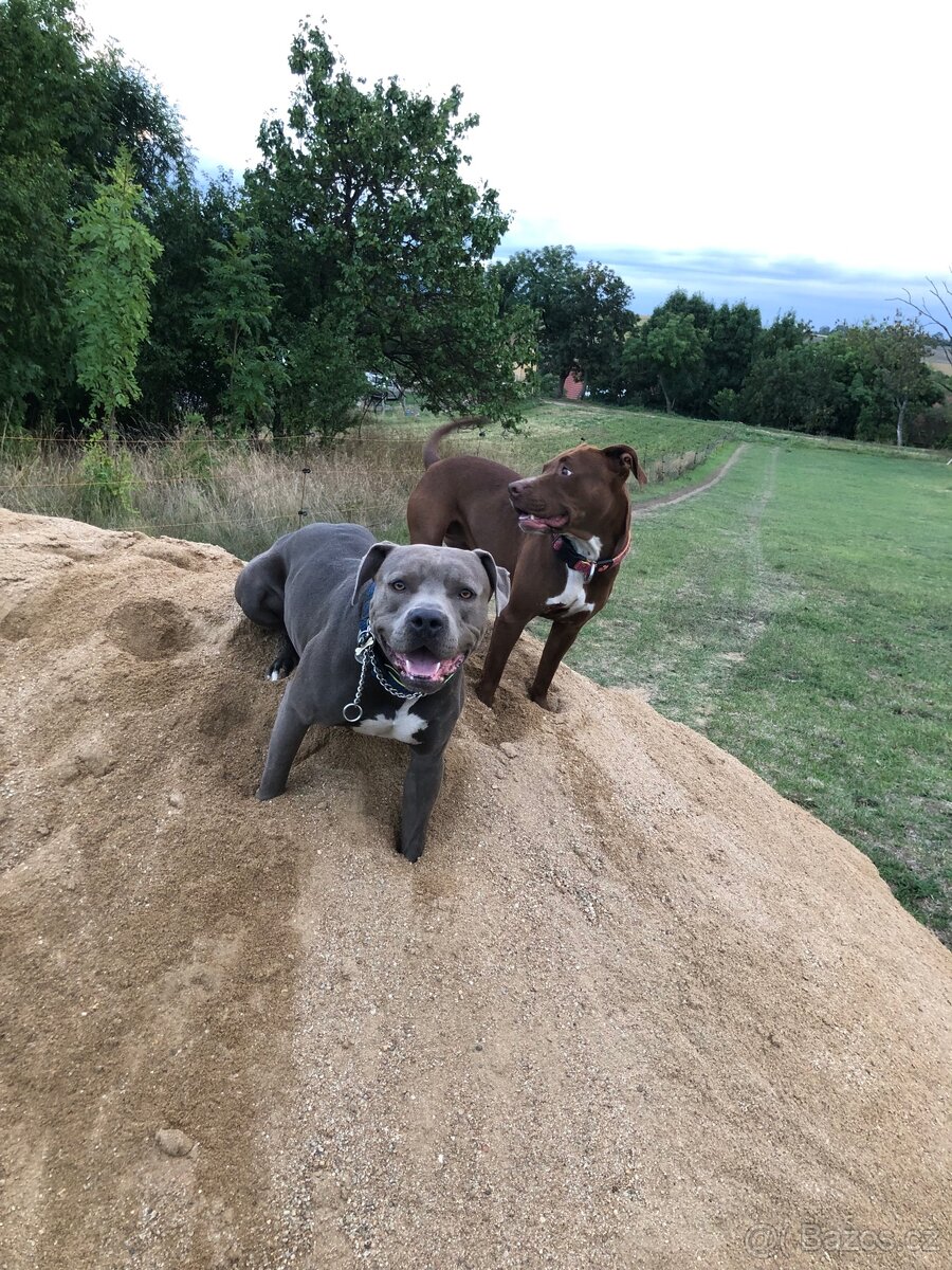 Krytí Americký stafordširský teriér - 9