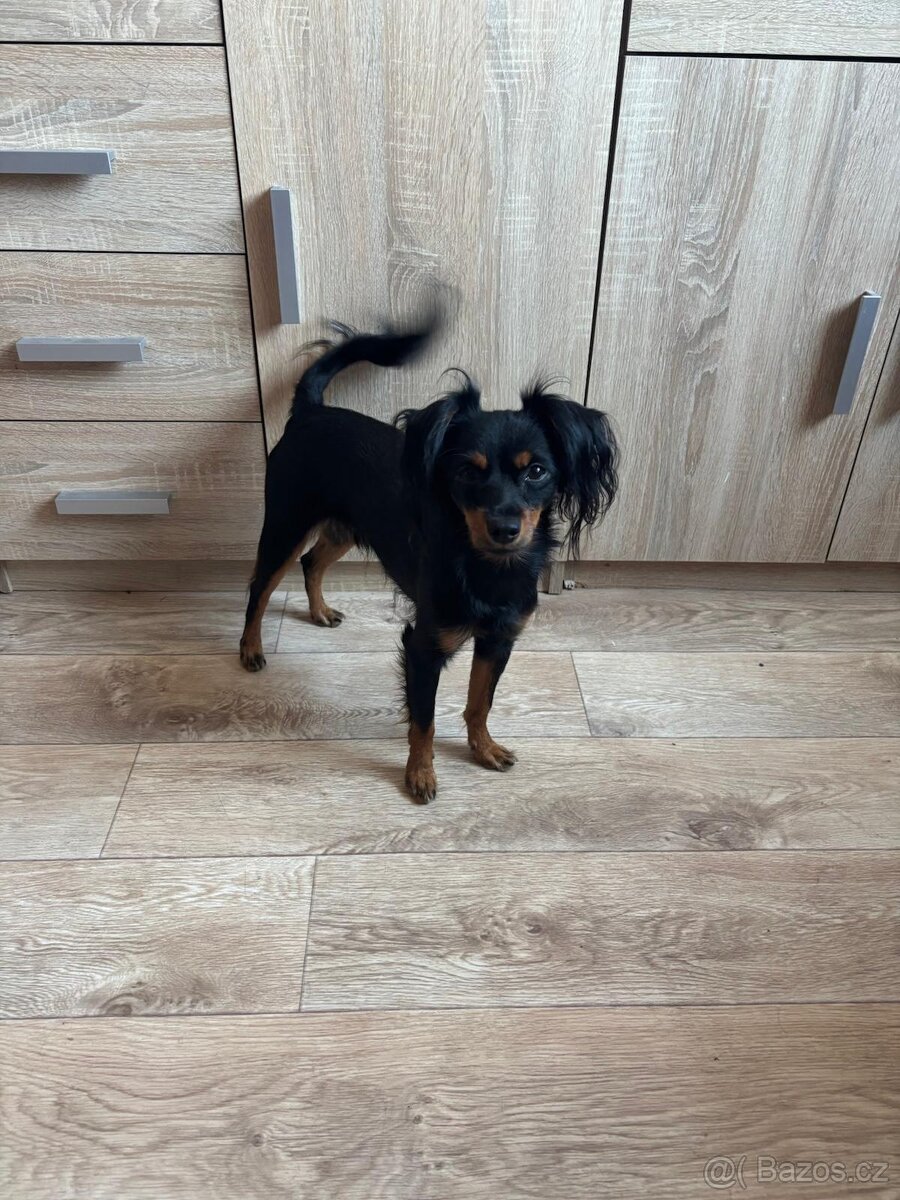 pražský krysařík-nabízím krytí - 9